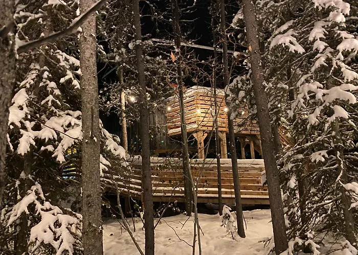 Black Spruce - Yellow Door