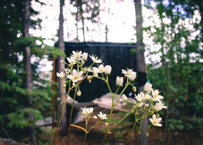 Black Spruce - Yellow Door