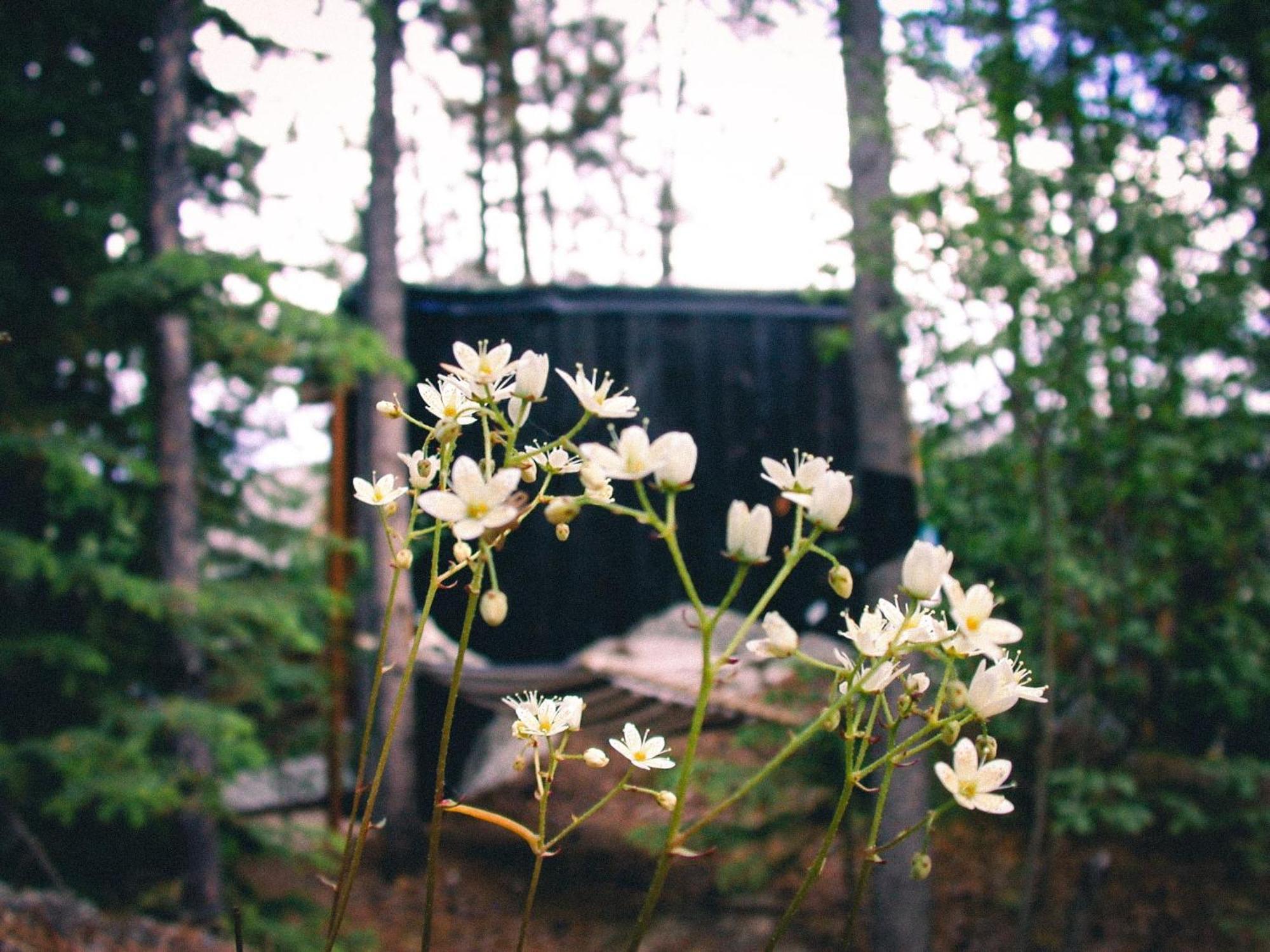 Black Spruce - Yellow Door * Whitehorse