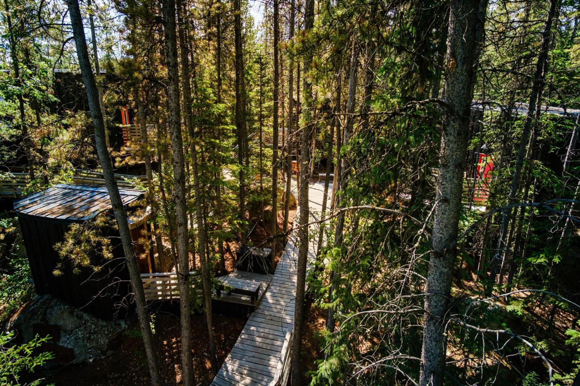 Black Spruce - Yellow Door