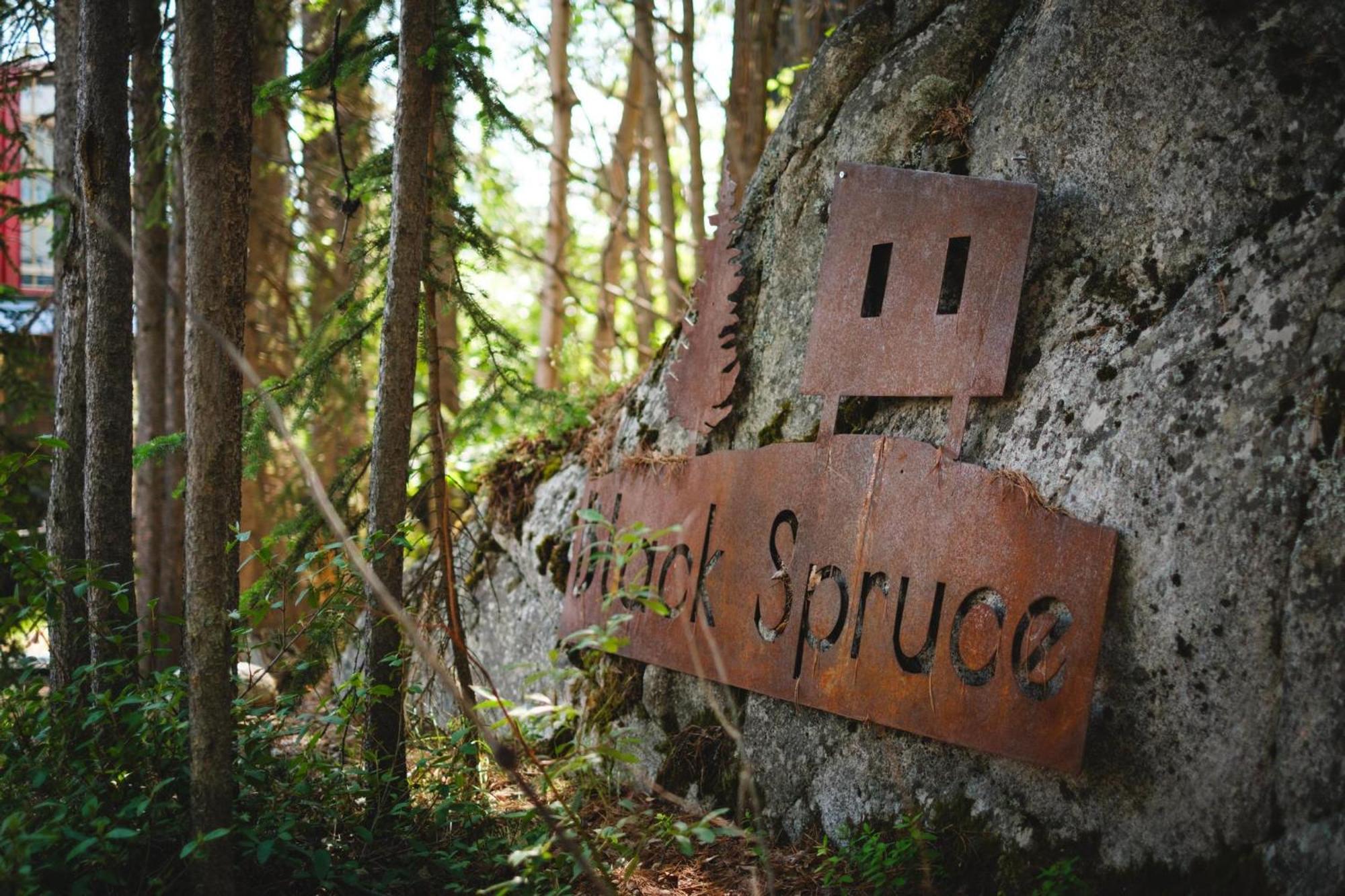 Black Spruce - Yellow Door *